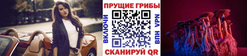 Купить  Зима  Псилоцибиновые грибы Psilocybe 